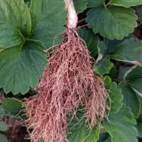 بوته توت فرنگی کاماروسا و گاویتا|خدمات باغبانی و درختکاری|رشت, معلم|دیوار