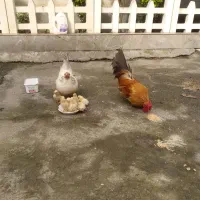 مرغ خروس چاپنیز