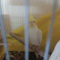 عروس هلندی نر قیمت 800 برای مشتری تخفیفم داره