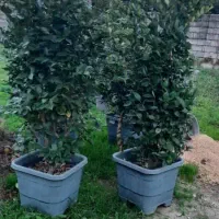 فروش (یاس هلندی)