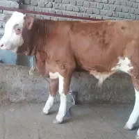 سوپر گوساله برای توناژ|حیوانات مزرعه|قم, آزادگان|دیوار