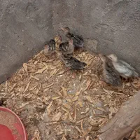 فروش مرغ و بوقلمون|حیوانات مزرعه|اندیمشک, |دیوار