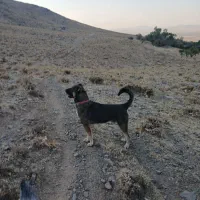 سگ گم شده