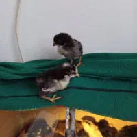 جوجه گلین لری