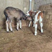 کارگر گاوداری