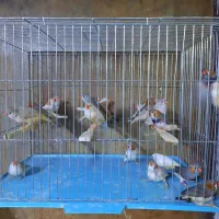 فنچ فائو اورنج تعداد|پرنده|اردبیل, |دیوار