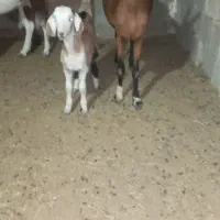 بز جزیره ای همراه کهره ۲ماهه