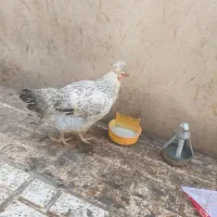 ۲ عدد خروس  درشت ۴عدد مرغ  هرروز تخم میزارن