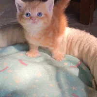 بریتیش و اسکاتیش های رویایی|گربه|رشت, آزادگان|دیوار