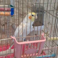 عروس هلندی لوتینو سخنگو نر