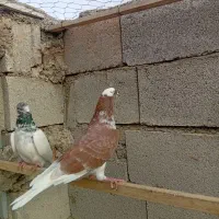 دونه ای ۲۵۰ هزار|پرنده|شوط, |دیوار