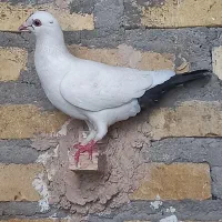 کفتر کرمونی معاوضه ای