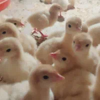 جوجه بوقلمون نژاد بی یو تی|حیوانات مزرعه|تهران, فردوسی|دیوار