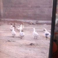 فروش قاز و موتور|حیوانات مزرعه|بندر ماهشهر, |دیوار