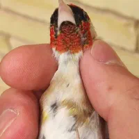 سهره سقا رسمی چهار گل کراواتی سینه طلایی|پرنده|کرمان, |دیوار