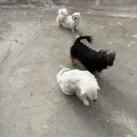 واگذاری تعدادی سگ شیتزو|سگ|صفادشت, |دیوار