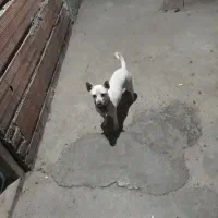 سگ شی واواماده|سگ|گلوگاه, |دیوار