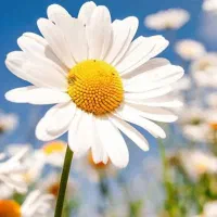 مفقودی کارت ملی و گواهینامه بنام وفا نعیم بغلانی