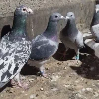 سلام به همه عشق بازان