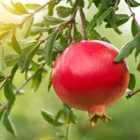 از هر درخت انارت ۱۰۰ کیلو بار بگیر