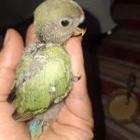 جوجه طوطی کوتوله برزیلی سرلاکی