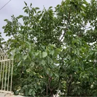 مراقب خانم