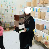 پاربلو کوتوله عروس قناری کفتر گرینچیک مرغ عشق فنچ