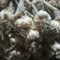 سیر رامهرمز - روستای قاضی آباد