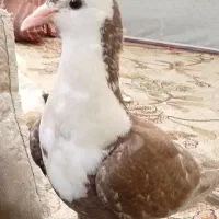 کفتر گمشده هرکی پیدا کرد خریدارم