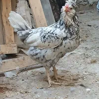 مرغ وخروس گلین|حیوانات مزرعه|شیراز, سلطان آباد|دیوار
