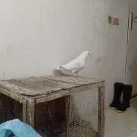 کفتر یا کبوتر