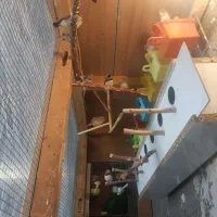 پرنده فنچ 5جفت کینگ|پرنده|تربت‌حیدریه, آسایش|دیوار