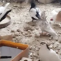 فروش تعدادی کبوتر سینه سیاه