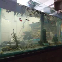 آکواریوم