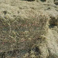 یونجه خشک اتباری