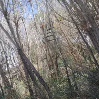 دیوار|خدمات باغبانی و درختکاری|سجاس رود, |دیوار