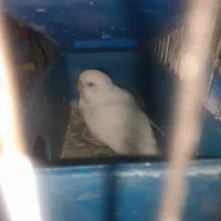 مرغ عشق|پرنده|دوگنبدان, |دیوار