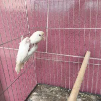 طوطی برزیلی سفید فالو