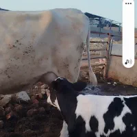 گاوگوساله نرشکم اول 28کیلوشیرگوساله نر