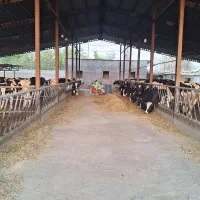 گاوداری یک هکتاری با مجوز چاه و سند تک برگ