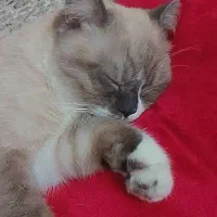 گربه رگدال ۹ماهه|گربه|شهریار, شهرک شاهد|دیوار