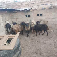 میش آوست و بز زاییده مفت|حیوانات مزرعه|تربت جام, جامرود|دیوار