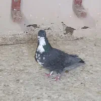 کفتر شهری و کرمانی|پرنده|شیراز, آزادگان|دیوار