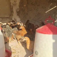 جوجه نیمچه مرغ وخروس جهادی رسمی محلی وگلپایگانی|حیوانات مزرعه|پاکدشت, پاکدشت (مامازند)|دیوار