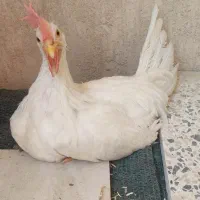 خروس خونگی