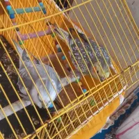 عروس هلندی با تخم و قفس همه وسایل