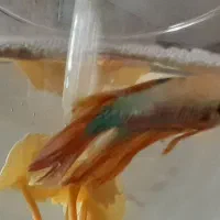 ماهی فایتر نر و ماده به همراه غذا و ...