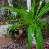 فروش ویژه گل و گیاه