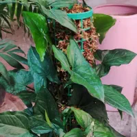 گل لیندا ..یاس هلندی|گل و گیاه طبیعی|ورامین, ورامین|دیوار