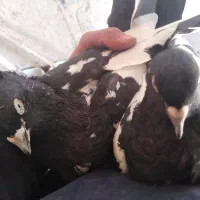 جفت کبوتر سینه سیا|پرنده|اسفراین, |دیوار